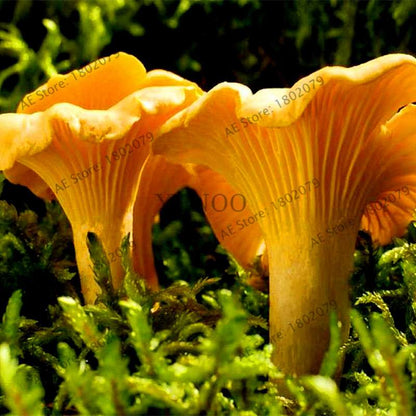 Edible Mushroom Seeds for Planting - Organic Healthy Succulent Vegetable Seeds for Happy Farm & Home Garden