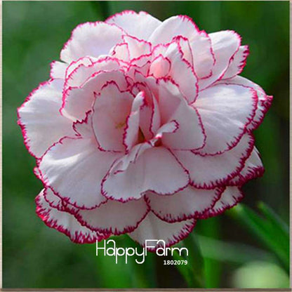 Black Carnation Flower Seeds - Rare Dianthus Bonsai Plants for Home Garden, Unique & Exotic Blooms