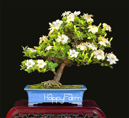 Gardenia Seeds - Fragrant Cape Jasmine for Home Garden, Potted Bonsai, Indoor & Outdoor Planting (Beautiful Flowers)