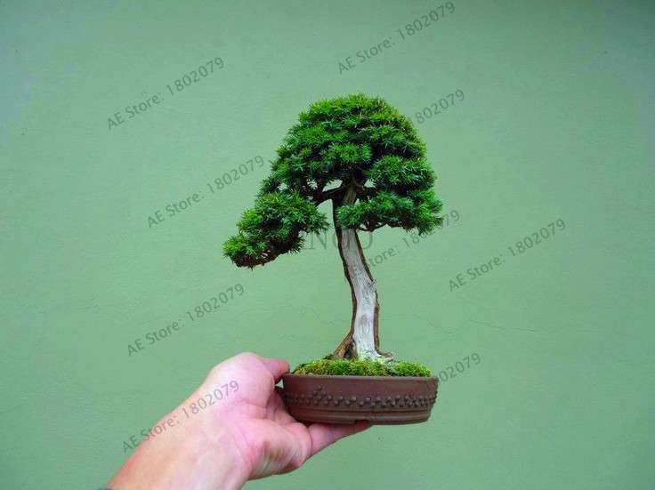 Mini Pine Bonsai Seeds for Indoor Gardens | Perennial Woody Plants