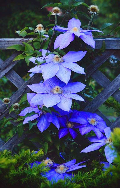 Mixed Clematis Seeds - Easy to Grow Beautiful Bonsai Flowers for Home Garden (Limited Time Offer)
