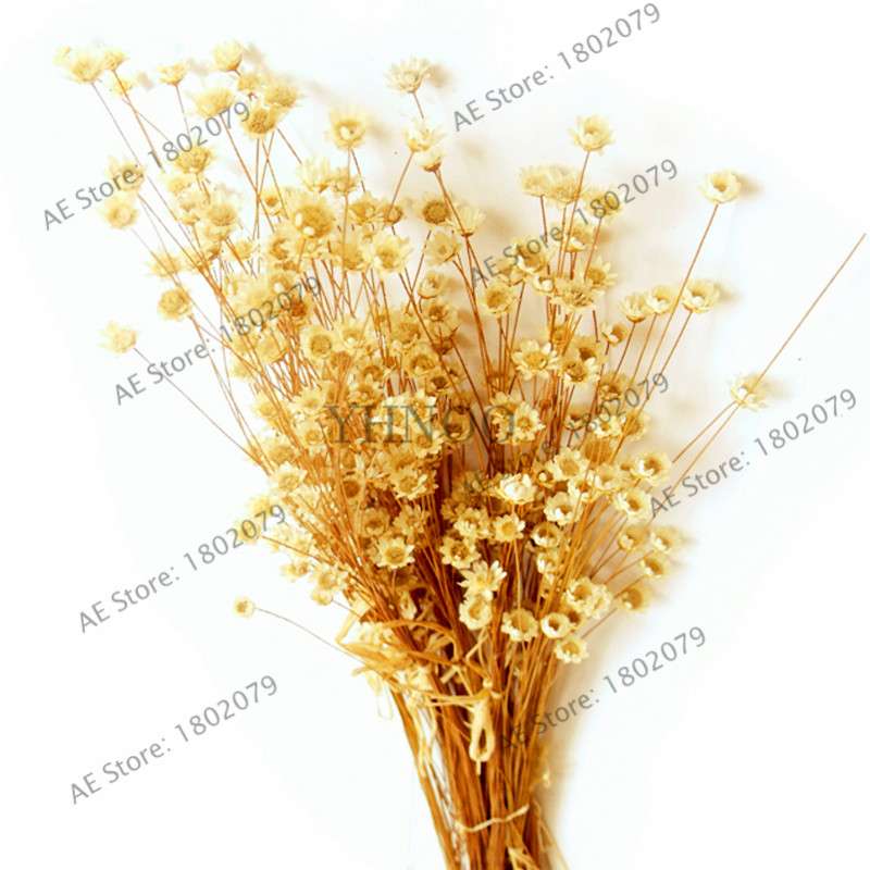Gypsophila Paniculata Seeds - Vibrant Multi-Color Baby's Breath for Home & Garden | Fast Shipping