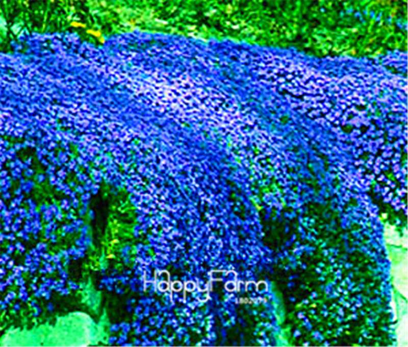 Rock Cress Seeds - Perennial Ground Cover Flowers for Home Garden | Fast-Growing & Low Maintenance