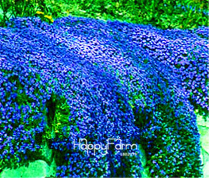 Rock Cress Seeds - Perennial Ground Cover Flowers for Home Garden | Fast-Growing & Low Maintenance