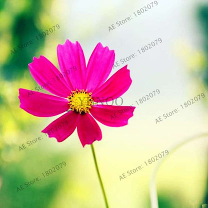 Cosmos Flower Seeds - Mixed Bonsai Seeds for DIY Home & Garden Planting - Easy Grow