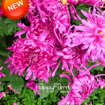 Rare Hot Pink Rose Chrysanthemum Seeds - Potted Flower for Home Garden DIY Planting