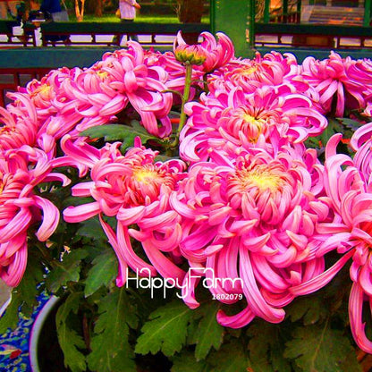 Fragrant Chrysanthemum Seeds - Colorful Bonsai Flower Seeds for Home Garden Planting