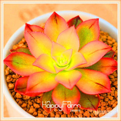Lithops Seeds - 99 Varieties, Succulent & Bonsai Plants for Office - Fast Shipping & High Germination Rate
