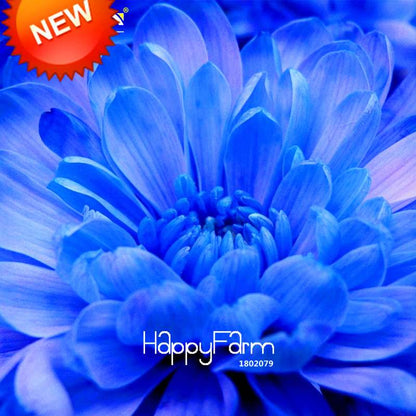 Rare Blue & White Chrysanthemum Seeds - Potted Flower for Home Garden Planting