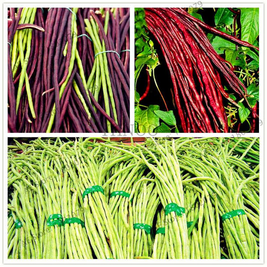 Organic Cowpea Seeds - Non-GMO, Healthy Home Garden Planting, DIY Bonsai Vegetables (Vigna Unguiculata)