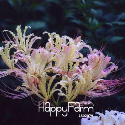 Lycoris Seeds for Planting - Perennial Garden Flowers, Easy-Grow Potted Plant Seeds for Home Gardening