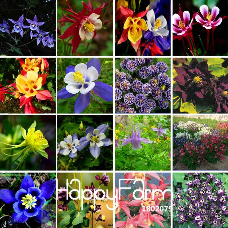 Aquilegia Seeds - Rare Flower & Vegetable Plants, 13 Vibrant Colors | Authentic & Fresh