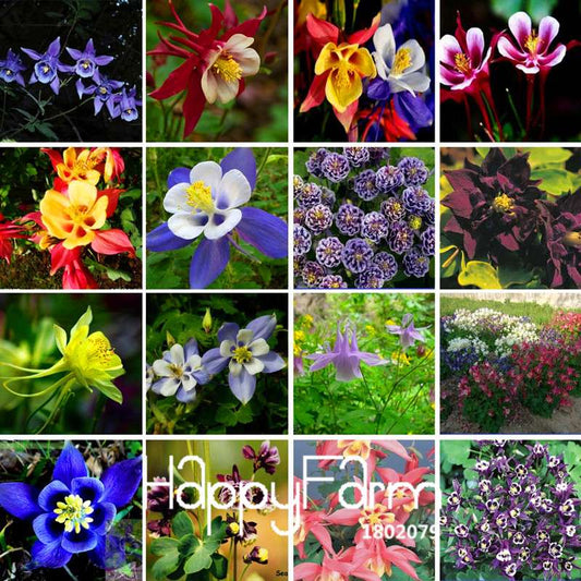 Aquilegia Seeds - Rare Flower & Vegetable Plants, 13 Vibrant Colors | Authentic & Fresh