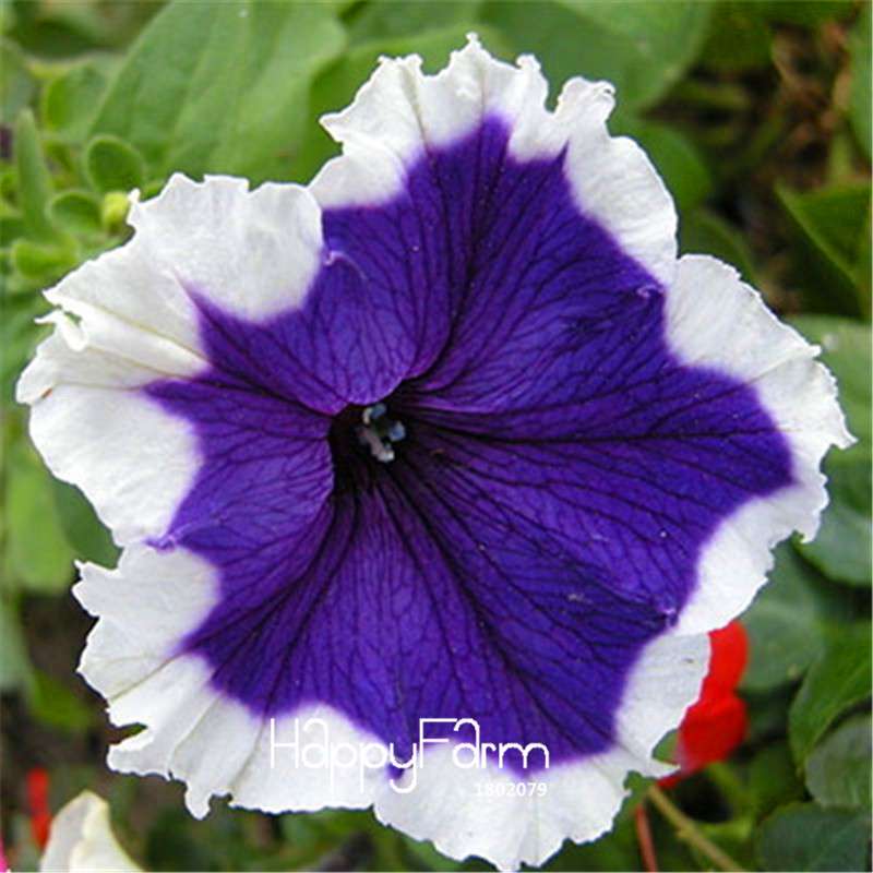 Types Ipomoea Nil Seeds - Chinese Morning Glory Flowers, Fast US Shipping