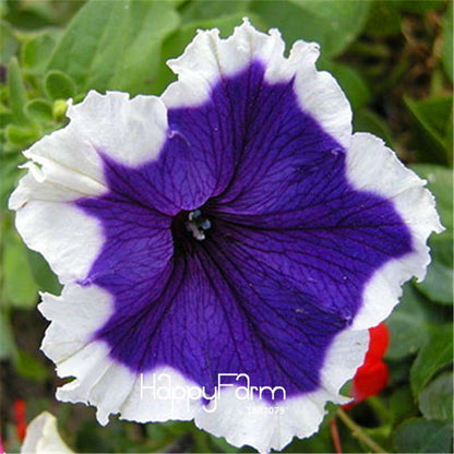 Types Ipomoea Nil Seeds - Chinese Morning Glory Flowers, Fast US Shipping