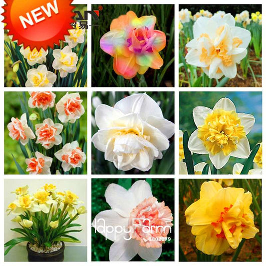 Narcissus Tazetta Seeds - Beautiful Daffodil Balcony Plants, Air-Purifying & Easy to Grow