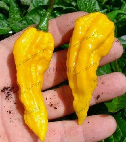 Giant Spicy Red Chili Pepper Seeds - Hot Heirloom Plants for Garden, Pots & Balcony - Non-GMO Bonsai Seeds