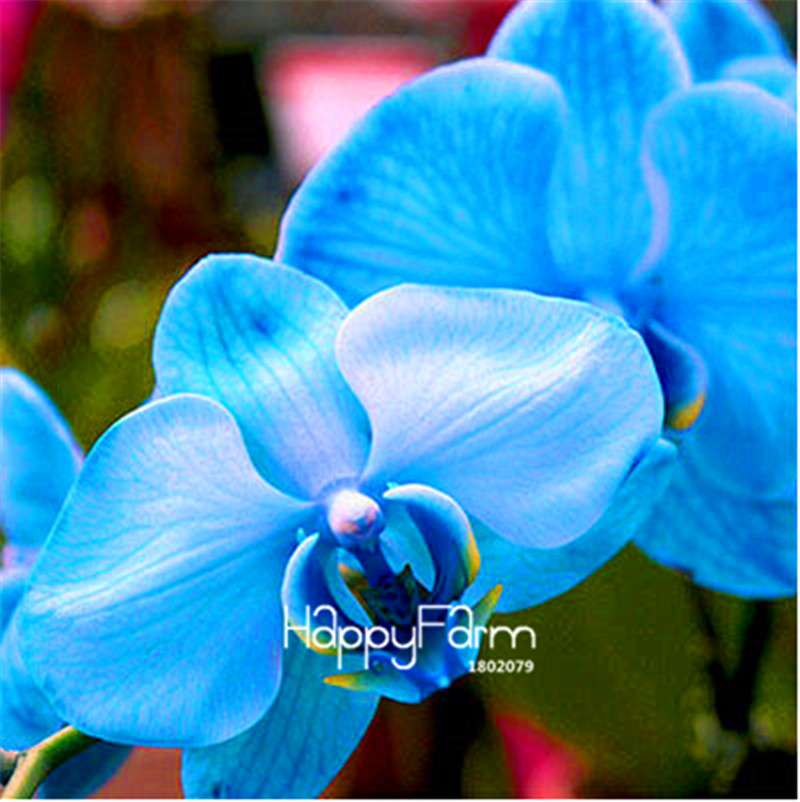Phalaenopsis Orchid Seeds - Premium Bonsai Flower Seeds for Home & Indoor Garden Planting