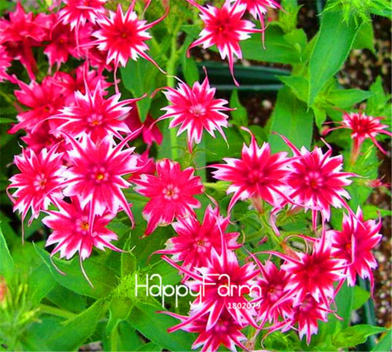 Phlox Drummondii Seeds - Twinkle Star Flower for Home & Garden | Fast-Growing, Vibrant Blooms