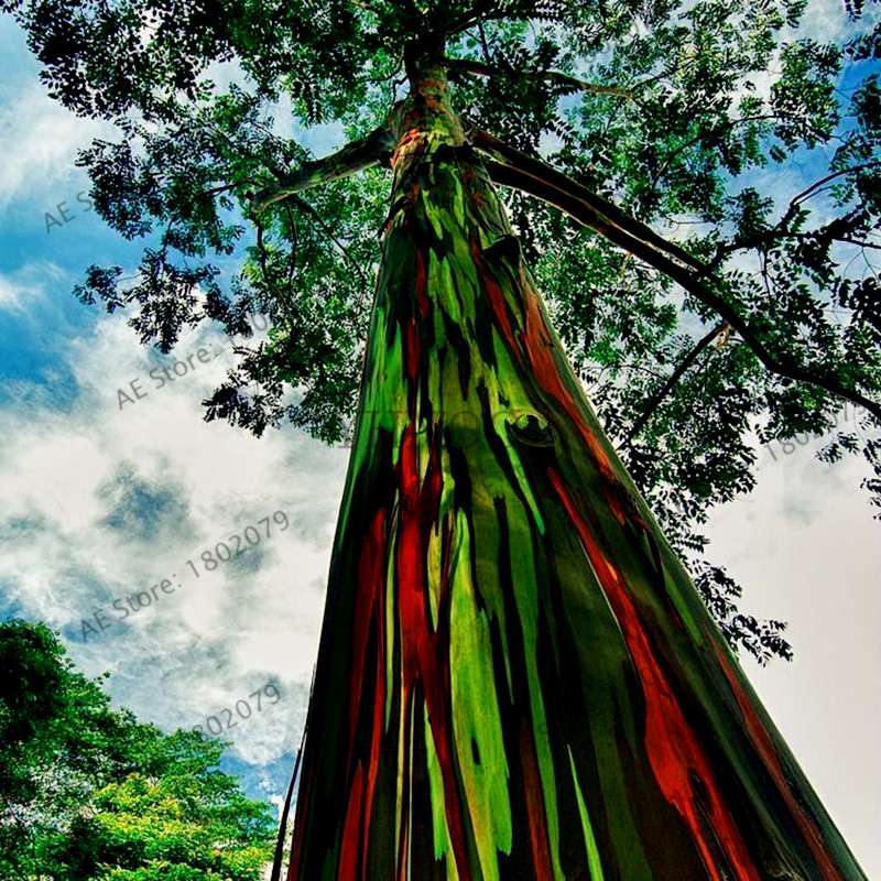 Rainbow Eucalyptus Seeds - Tropical Showy Tree for Garden Planting - Rare Eucalyptus Deglupta