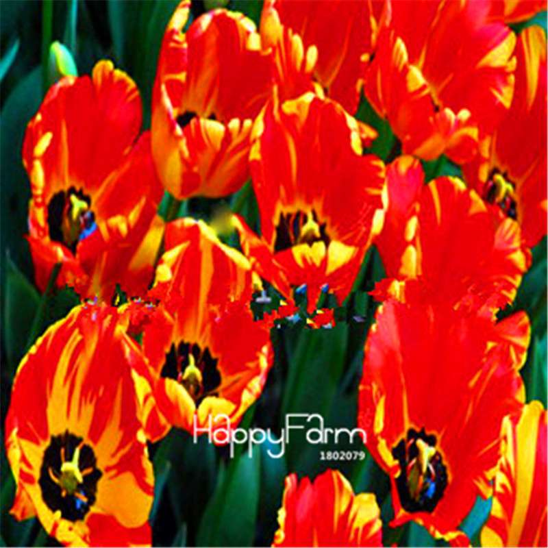 Dutch Tulip Flower Seeds - Potted Bonsai for Home & Garden Planting