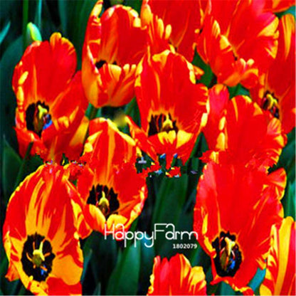 Dutch Tulip Flower Seeds - Potted Bonsai for Home & Garden Planting