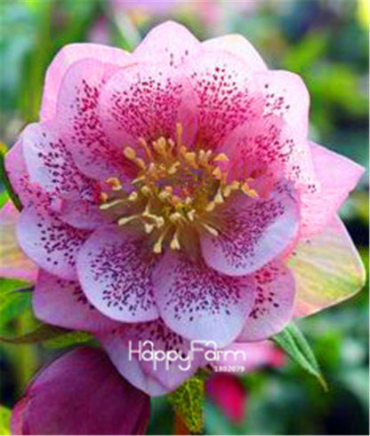 Helleborus Seeds for Bonsai - Grow Exotic Japanese Flowers at Home | DIY Garden Kit