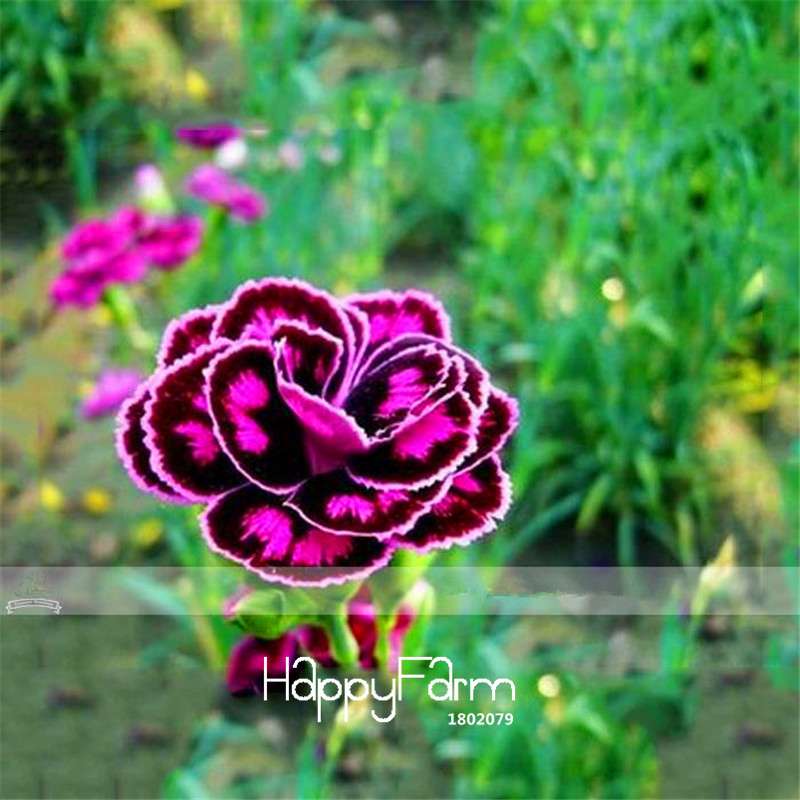 Carnation Seeds - 23 Rare Colors Including Black, Blue & Purple | Dianthus Caryophyllus Pack