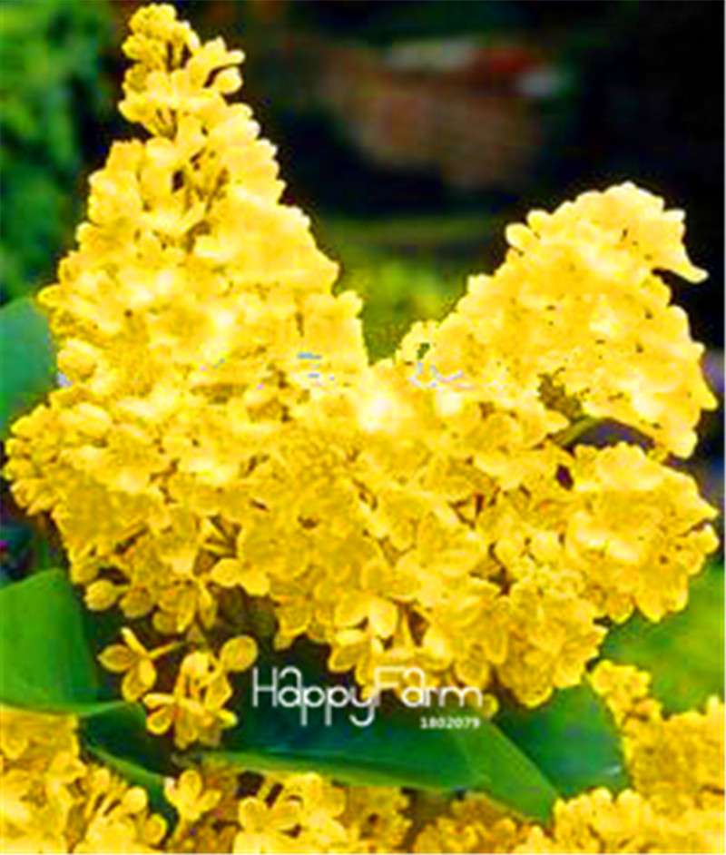 Japanese Bonsai Lilac Flower Seeds - DIY Home Garden Planting Kit for Indoor/Outdoor