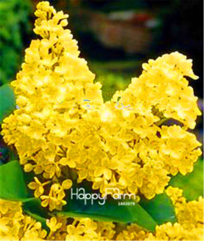Japanese Bonsai Lilac Flower Seeds - DIY Home Garden Planting Kit for Indoor/Outdoor