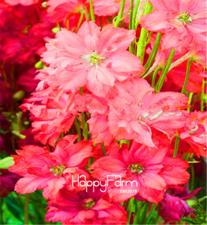 Rocket Larkspur Seeds - Easy-Grow Delphinium Flowers for Home Garden & DIY Potted Bonsai