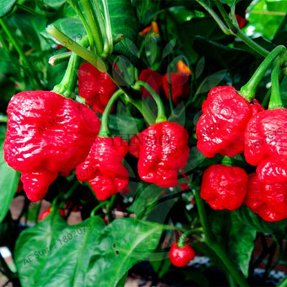 Spicy Chili Pepper Bonsai Seeds - Edible, Ornamental, Perennial Plant for Home & Garden