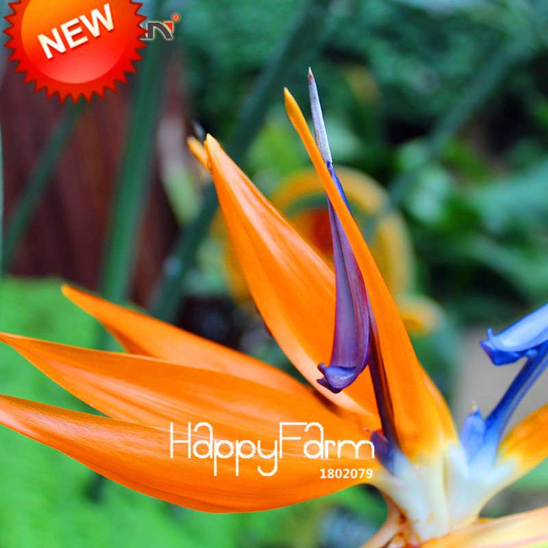 Exotic Strelitzia Seeds - Bird of Paradise Flower, Indoor/Outdoor Perennial Garden Plants
