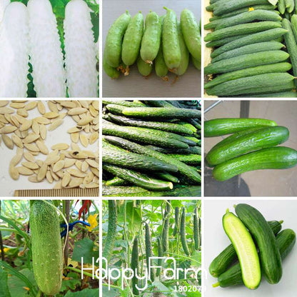 Cucumber Seeds for Planting - Multiple Varieties, Perfect for Balcony, Courtyard & Bonsai | Non-GMO Vegetable & Fruit Seeds
