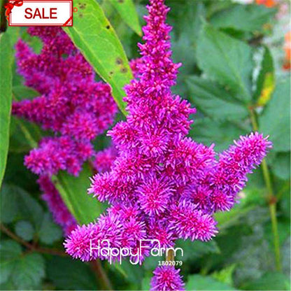 Multi-Color Astilbe Seeds - Vibrant Perennial Flowers for Pots & Gardens | Fast US Shipping