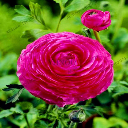 Ranunculus Asiaticus Seeds - Perennial Bonsai Flowers for Home & Garden, Easy to Grow