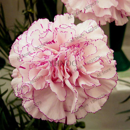 Dianthus Seeds - 24 Vibrant Colors, Easy to Grow, High Germination for DIY Garden Flowers | Fast Shipping