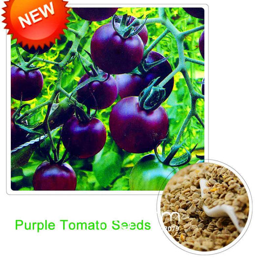 Organic Purple Tomato Seeds for Home Garden - Non-GMO, Easy Grow