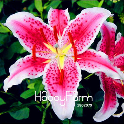 Lily Flower Seeds - Easy to Grow Bonsai Plants for Home & Garden | Fast Blooming