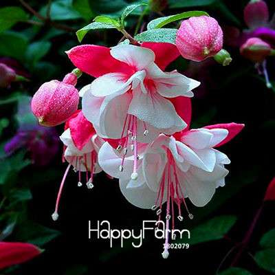 Fuchsia Flower Seeds - Pink Purple Bell Hanging Plants for Pots, Home & Garden