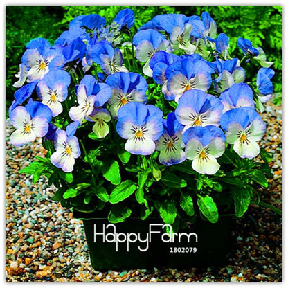 Rare Pansy Seeds (Viola cornuta) - Indoor Bonsai Flower Seeds for Home Garden Planting