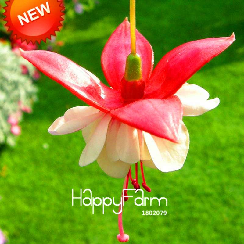 Fuchsia Flower Seeds - Pink Purple Bell Hanging Plants for Pots, Home & Garden