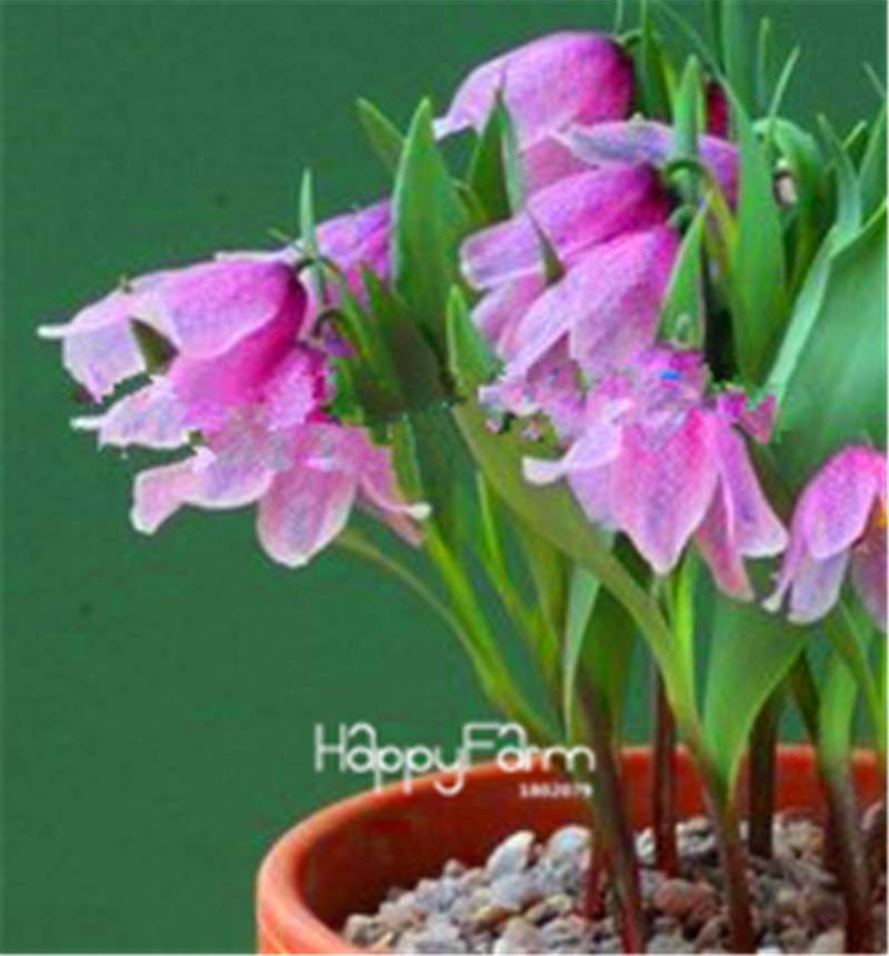 Fritillaria Foxglove Seeds - Potted Bonsai Garden Kit for DIY Home Planting | Premium Quality