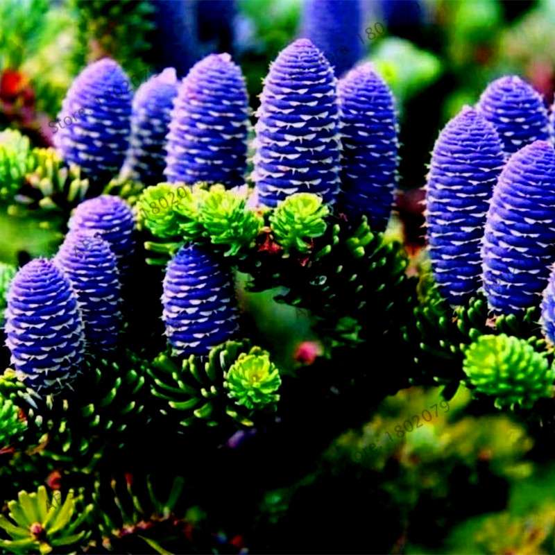 Korean Fir Seeds (Abies koreana) - Year-Round Bonsai Tree Planting, DIY Home Garden Decor & Landscaping