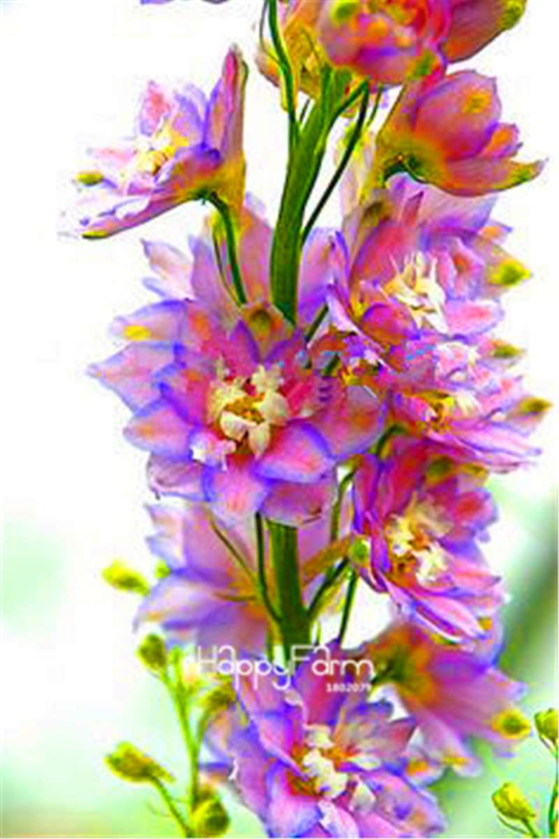 Rocket Larkspur Seeds - Easy-Grow Delphinium Flowers for Home Garden & DIY Potted Bonsai