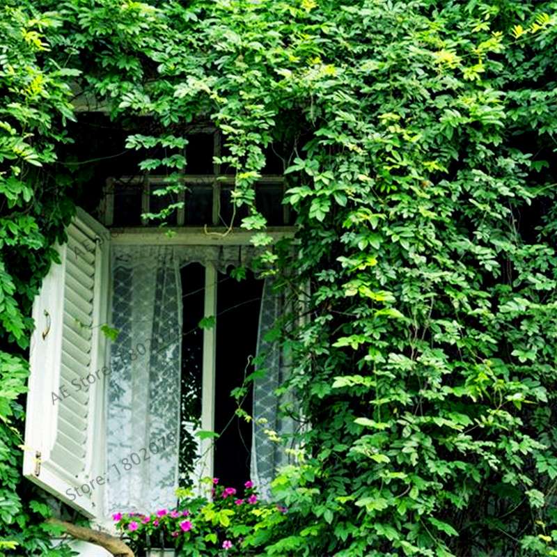 Green Boston Ivy Seeds - Easy Grow DIY Garden Plants for Outdoor & Home Planting - Fast Shipping