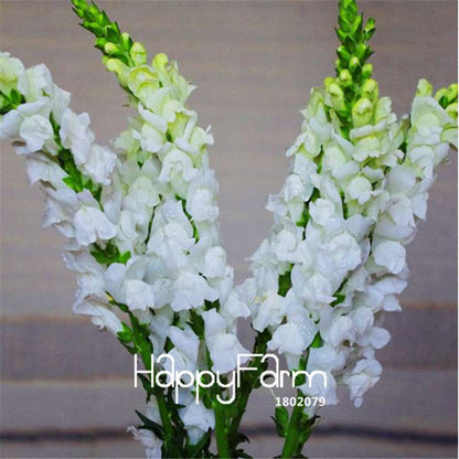 Snapdragon Seeds - Color Mix, Bonsai & Balcony Flowers, DIY Home Garden Planting - Non-GMO, Fast Growth