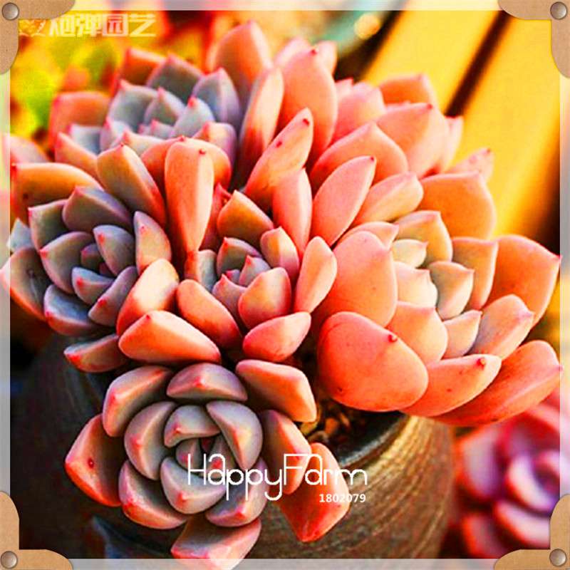 99 Varieties Lithops Seeds - Succulent & Bonsai Plants for Office, Home Garden - Easy to Grow