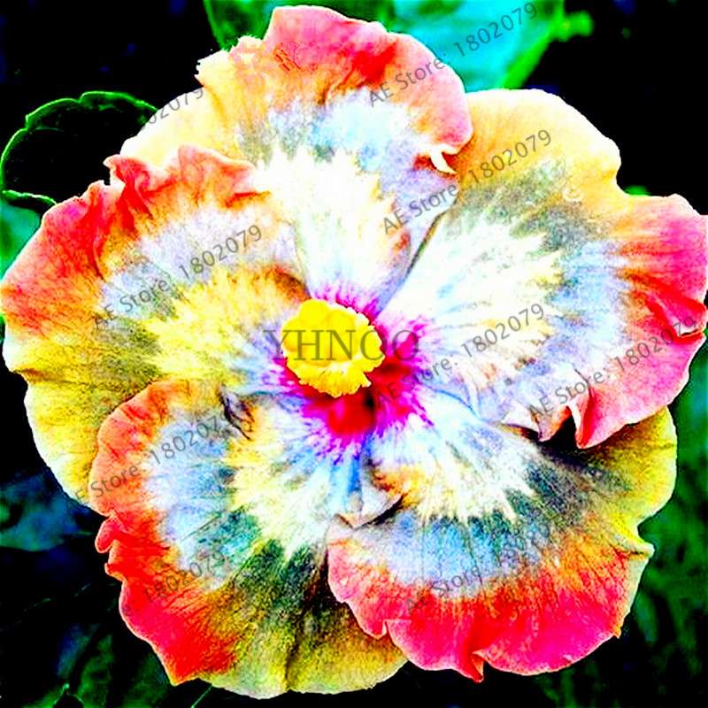 24-Color Giant Dinnerplate Hibiscus Seeds - Perennial Flower for Home, Bonsai & Garden Planting