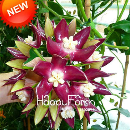 Rare Hoya Carnosa Orchid Seeds - Home Bonsai Flower Seeds for Planting